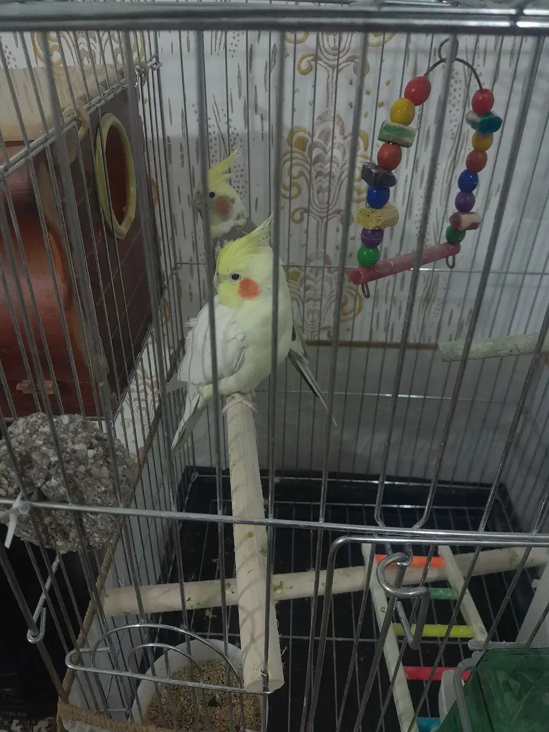 جفت مولد عروس هلندی چهار تخم با قفس|پرنده|زنجان, |دیوار