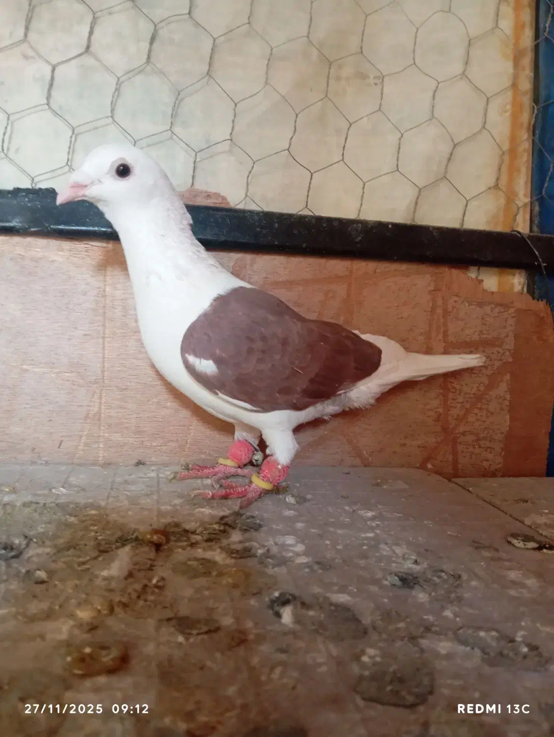 المانی|پرنده|الوند, |دیوار