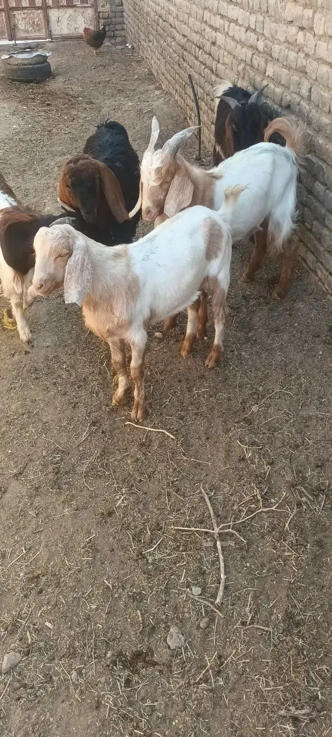 بزبزغاله|حیوانات مزرعه|تربتحیدریه, پائین ولایت|دیوار