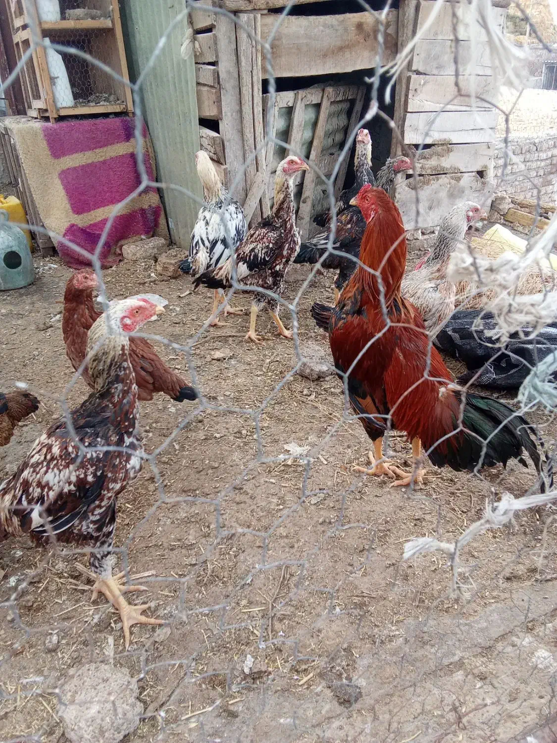 چهارتا خروس لاری|حیوانات مزرعه|سراب, |دیوار