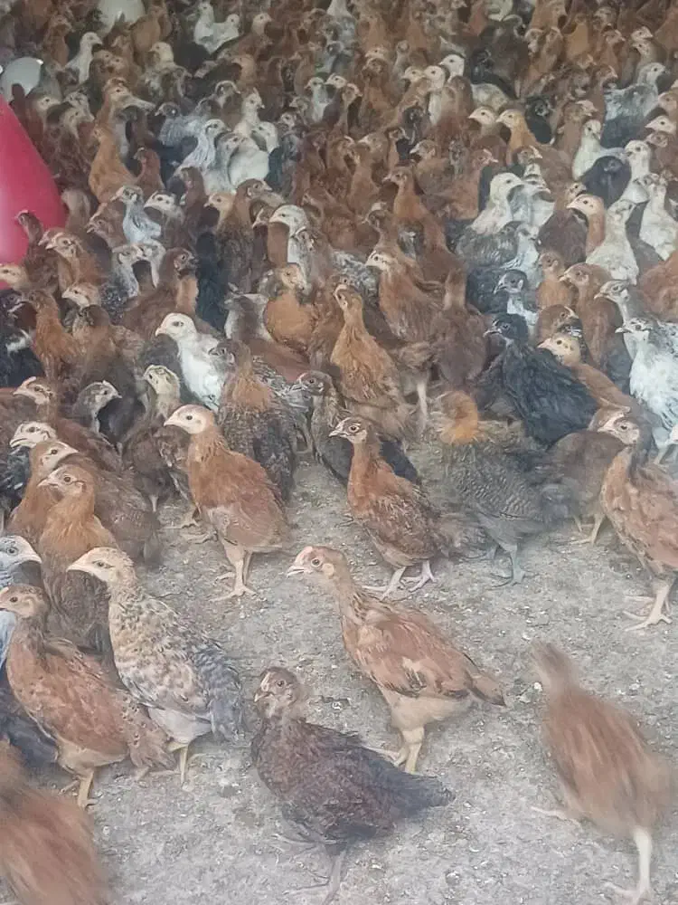 جوجه مرغ دورگ و محلی سالم واکسن خورده|حیوانات مزرعه|شیراز, رکن‌آباد|دیوار