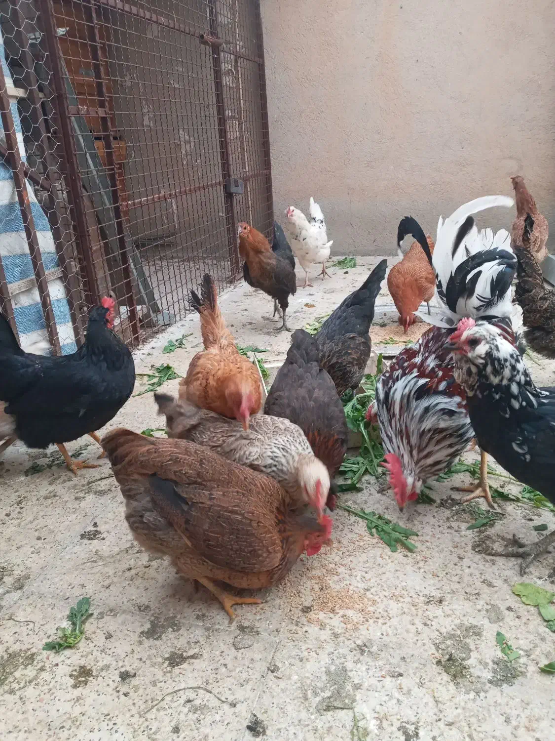 مرغ وخروس|حیوانات مزرعه|مهران (ایلام), |دیوار