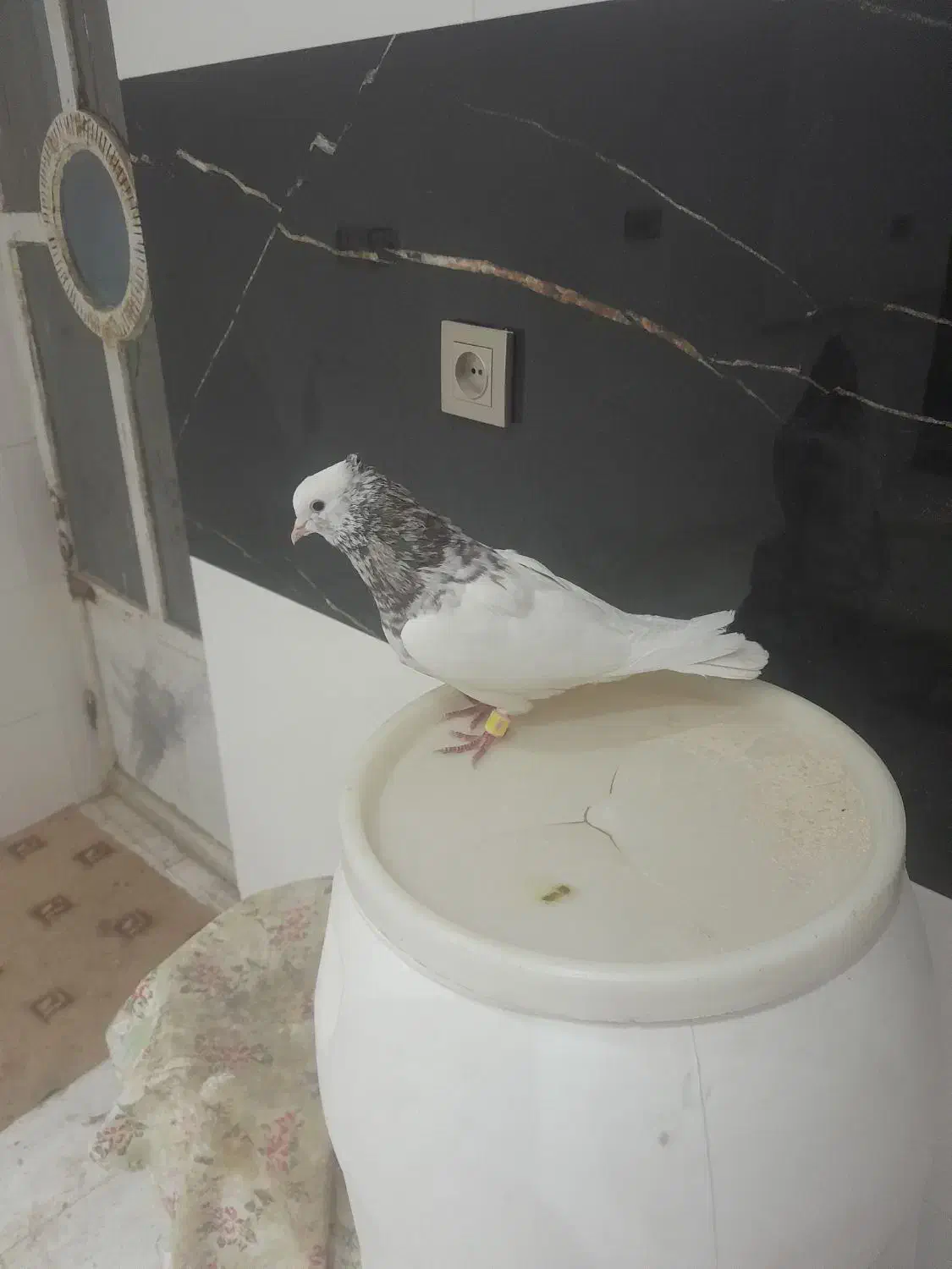 طوقی سرونج نر|پرنده|نیشابور, شهید بهشتی|دیوار