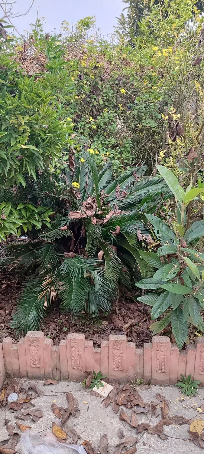 سیکاس|گل و گیاه طبیعی|زرگرشهر, |دیوار