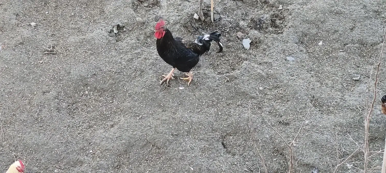 خروس|حیوانات مزرعه|آق قلا, |دیوار