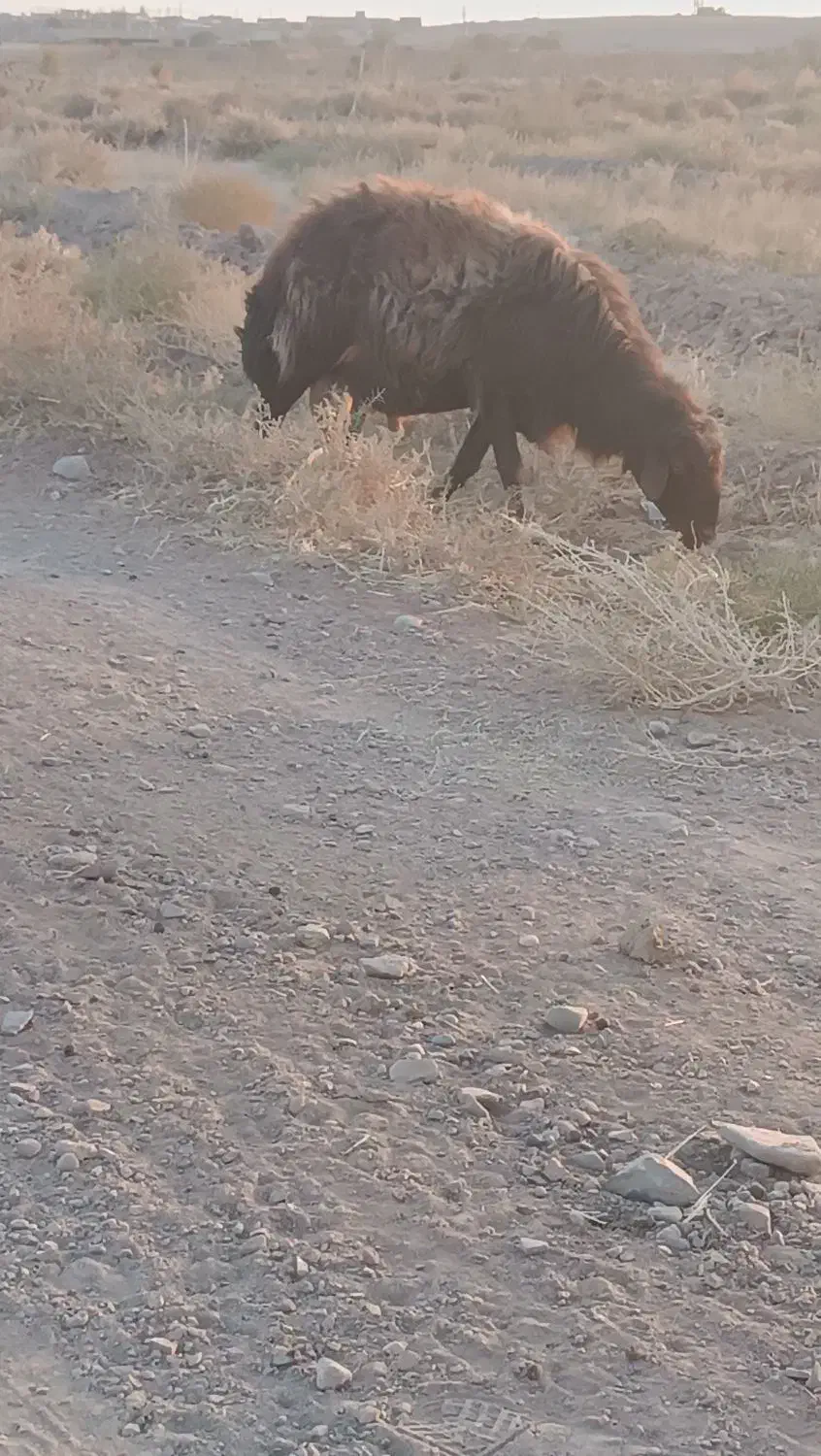 قوچ قرمز|حیوانات مزرعه|رشتخوار, |دیوار