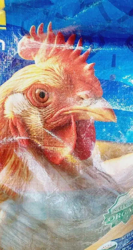 مرغی گوگرد گرانوله  کود ریشه|خدمات باغبانی و درختکاری|خرم‌آباد, |دیوار