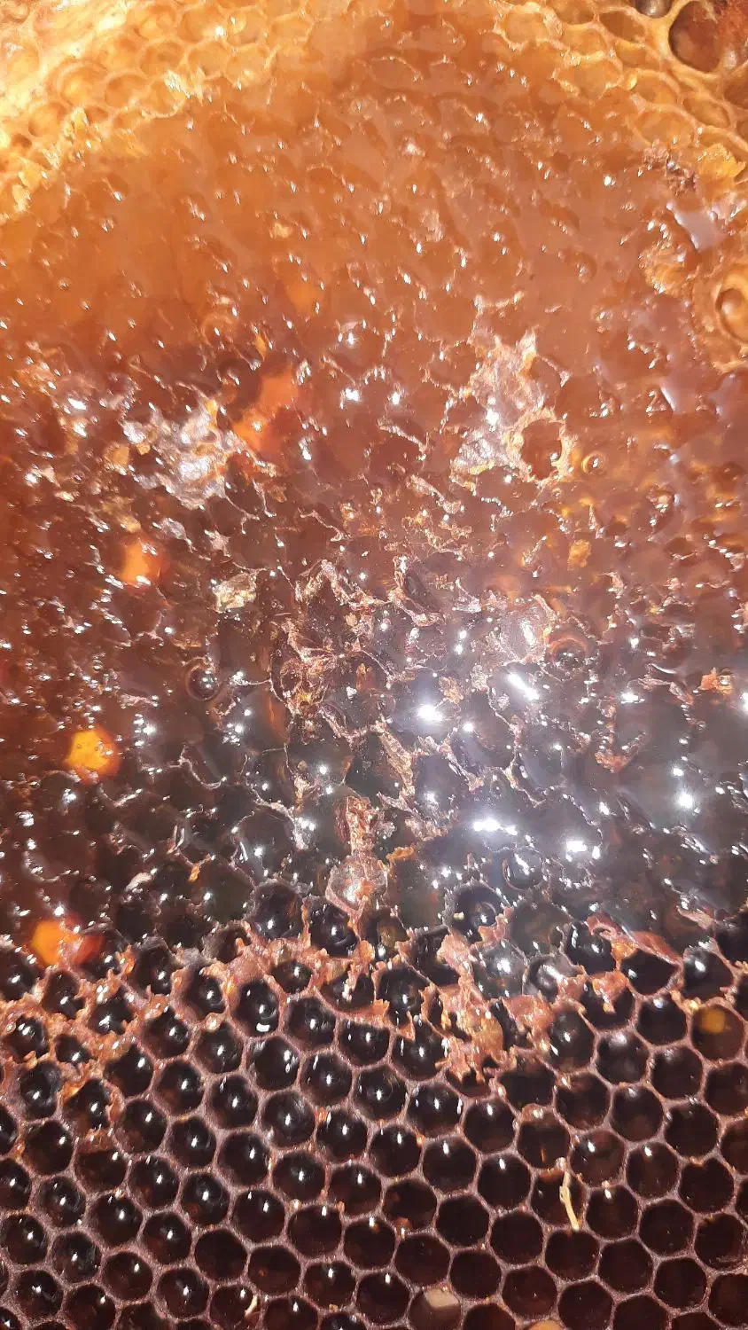 عسل طبیعی زنبور بومی|خوردنی و آشامیدنی|موچش, |دیوار