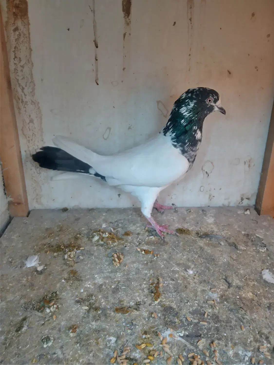 نر خوب|پرنده|قیامدشت - خاورشهر, |دیوار