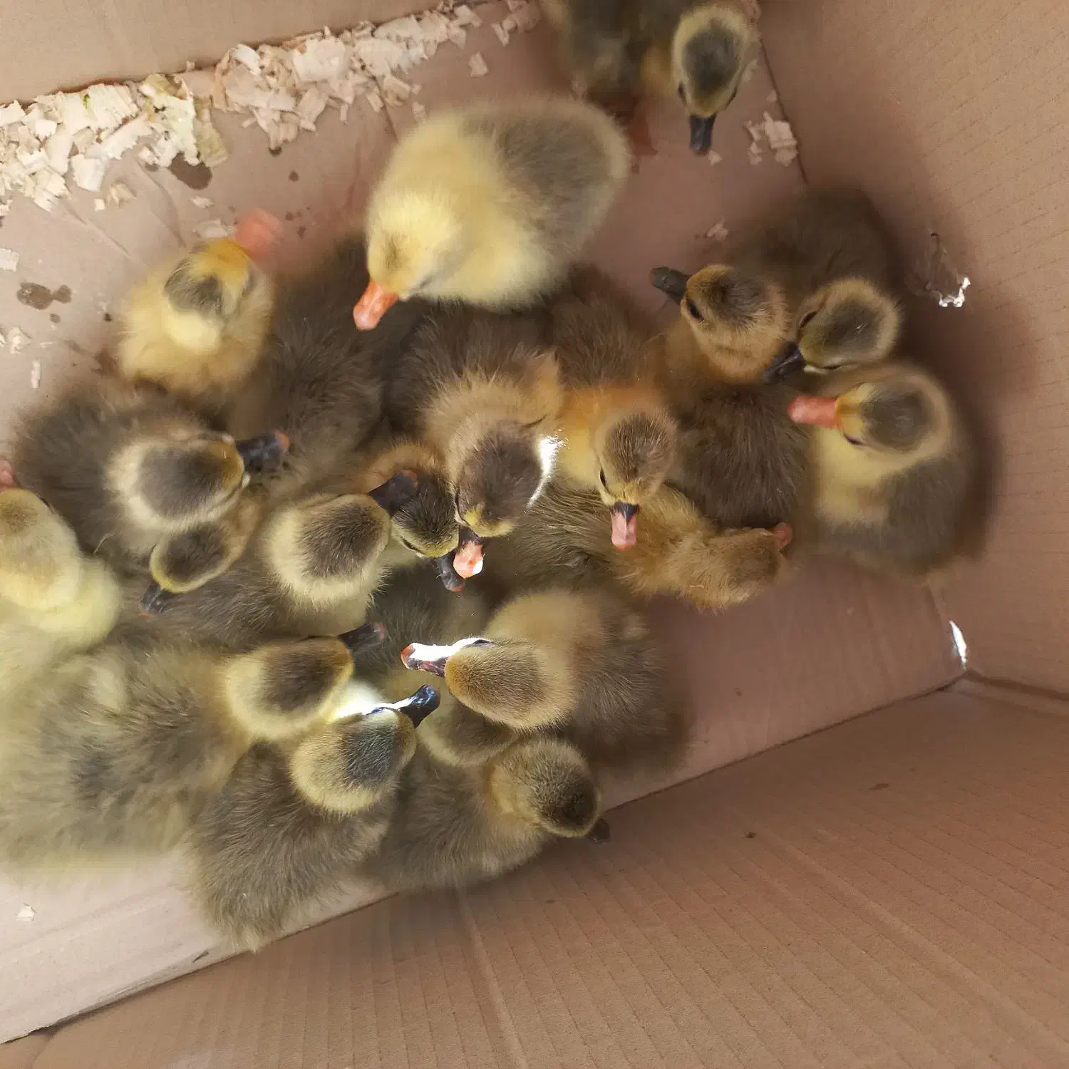 جوجه غاز محلی|حیوانات مزرعه|نقده, |دیوار