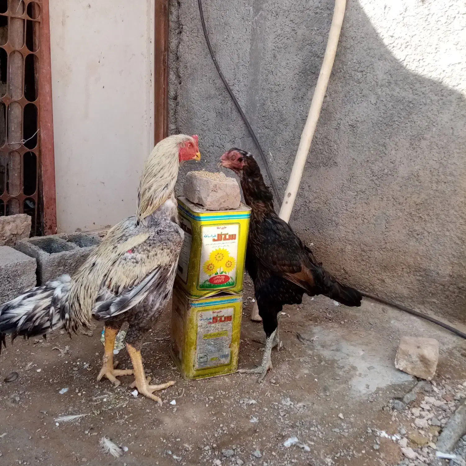 مرغ لاری|حیوانات مزرعه|نیشابور, فضل|دیوار