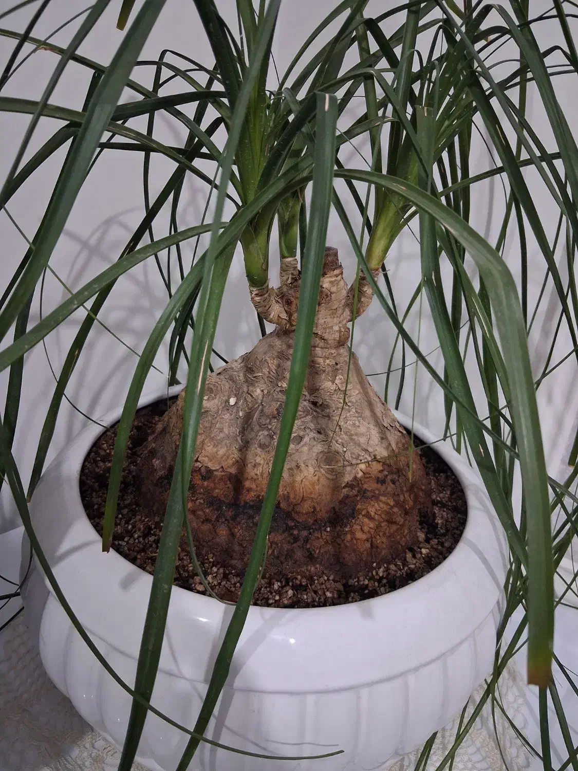 لیندا|گل و گیاه طبیعی|مشهد, تربیت (صدف)|دیوار