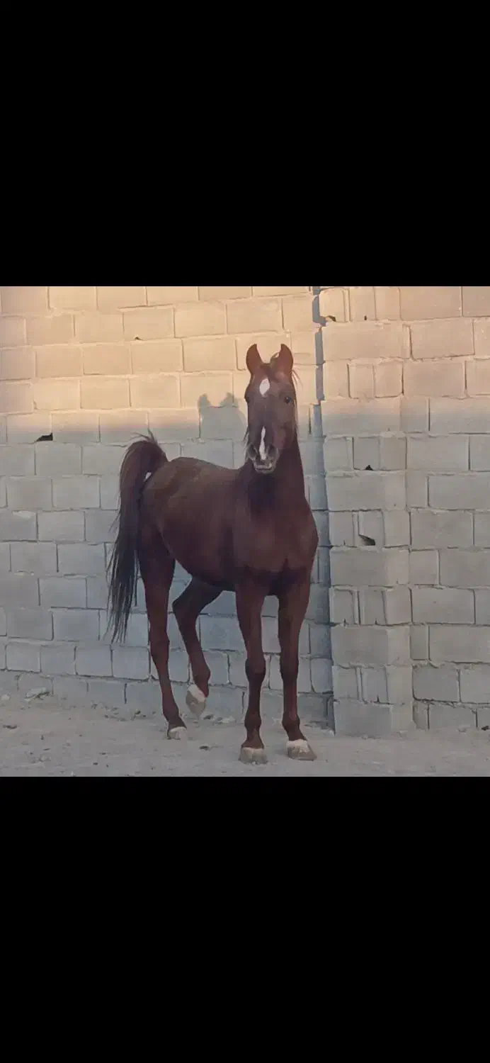 اسب مادیان|اسب و تجهیزات اسب‌سواری|فلاورجان, |دیوار