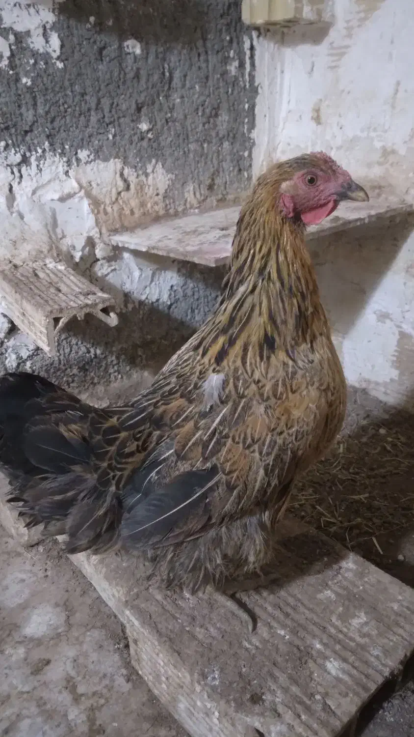 ۳عدد مرغ تخم گذار دانه ۴۰۰ تومان|حیوانات مزرعه|مشهد, سجادیه|دیوار