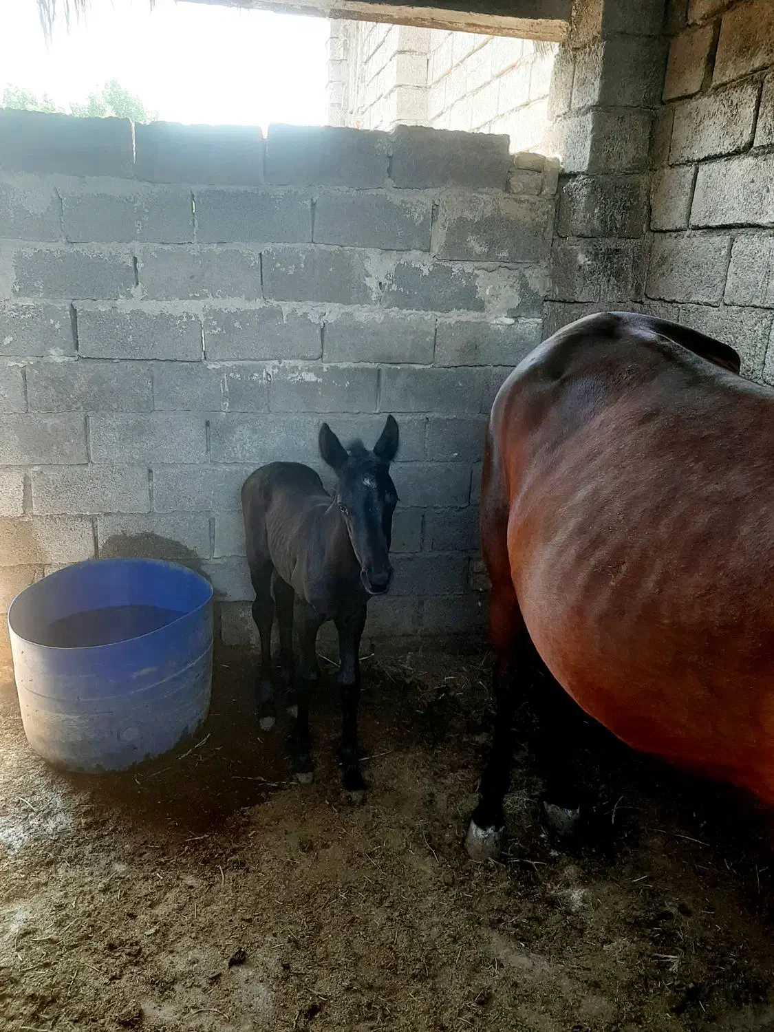 اسب فروشی|اسب و تجهیزات اسبسواری|بهبهان, |دیوار