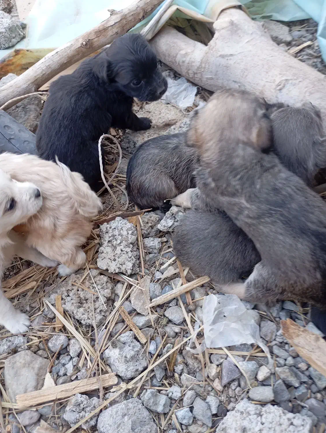 هفت عدد سگ پا کوتا ستا نر چهار تا ماده برای فروش|سگ|جیرفت, |دیوار