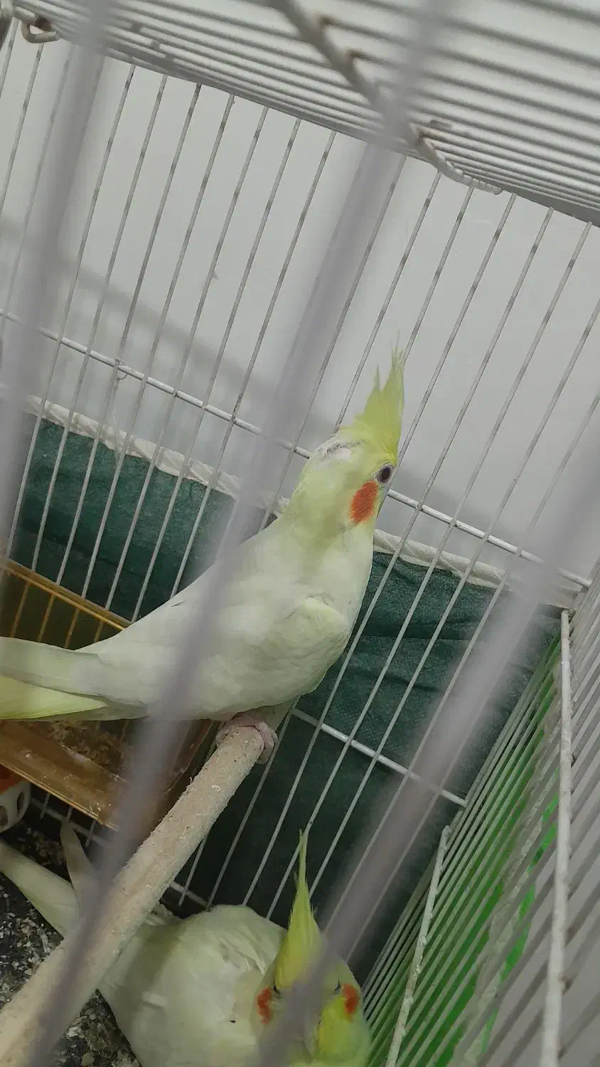 جوجه عروس لوتینو چش شرابی|پرنده|مشهد, ابوذر|دیوار