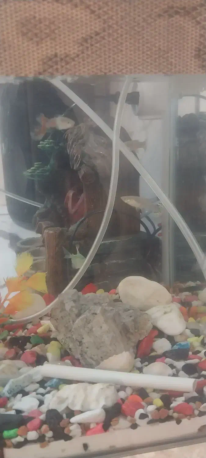 اکواریوم شیشه خم همراه با ماهی|ماهی|قرچک, میرزائی جنوبی|دیوار