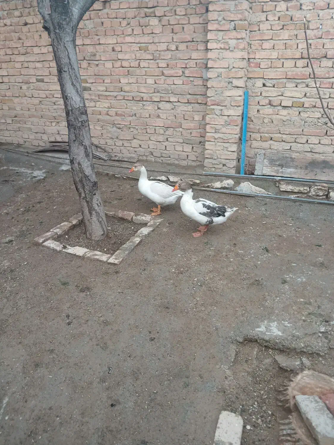 غاز|حیوانات مزرعه|همدان, |دیوار