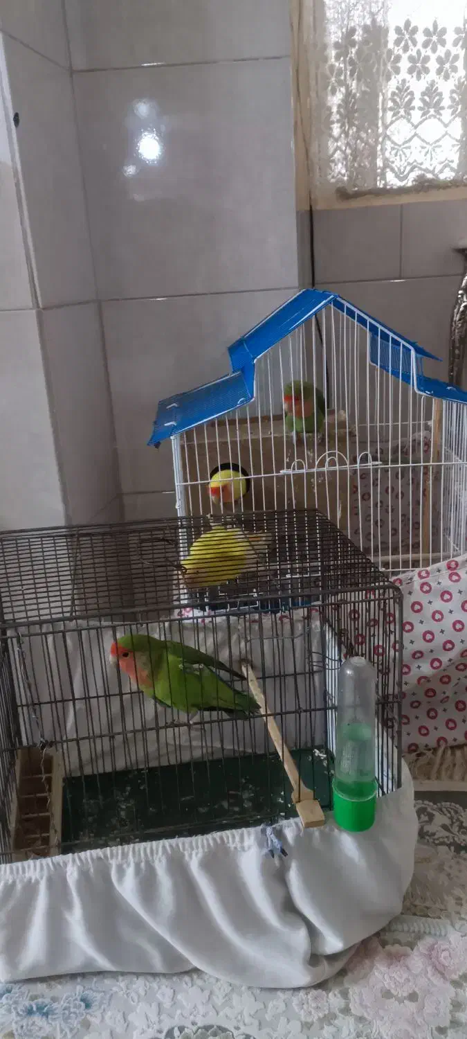 طوطی برزیلی مولدنروماده باجوجه|پرنده|چهاردانگه (تهران), |دیوار