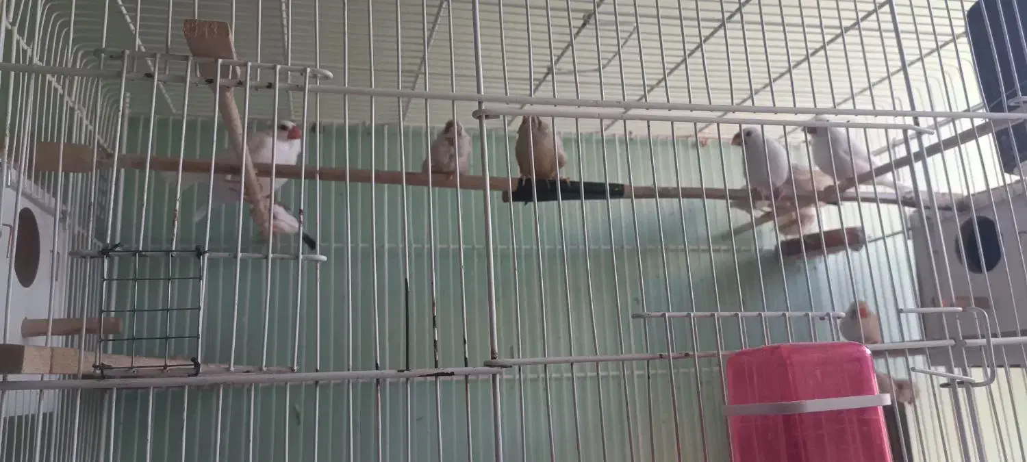 فنج کینگ .معمولی و نرگسی|پرنده|بروجن, |دیوار