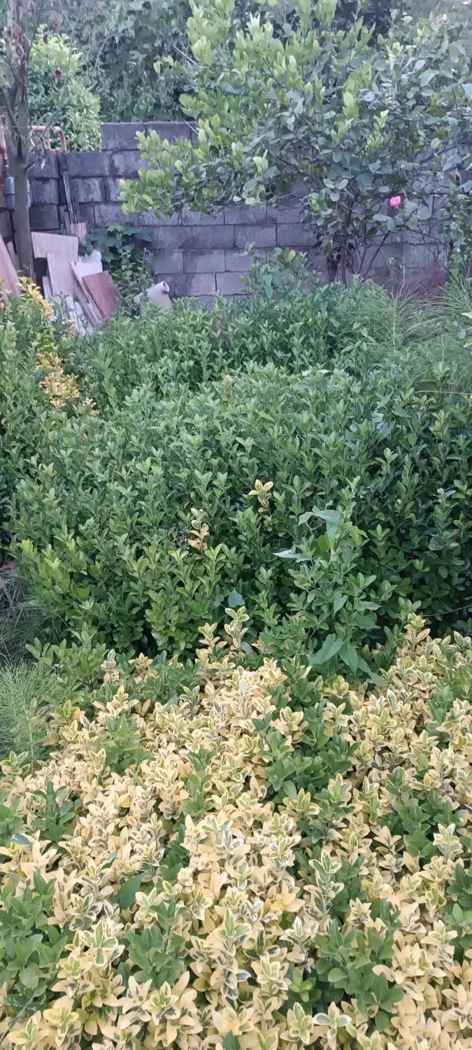 شمشاد نشایی|گل و گیاه طبیعی|عباس‌آباد, |دیوار