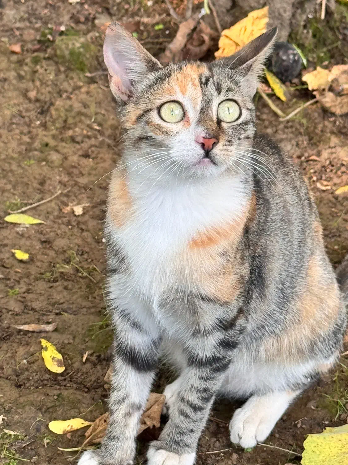 واگذاری چندتا گربه ماده و نر شش ماهه|گربه|شفت, |دیوار