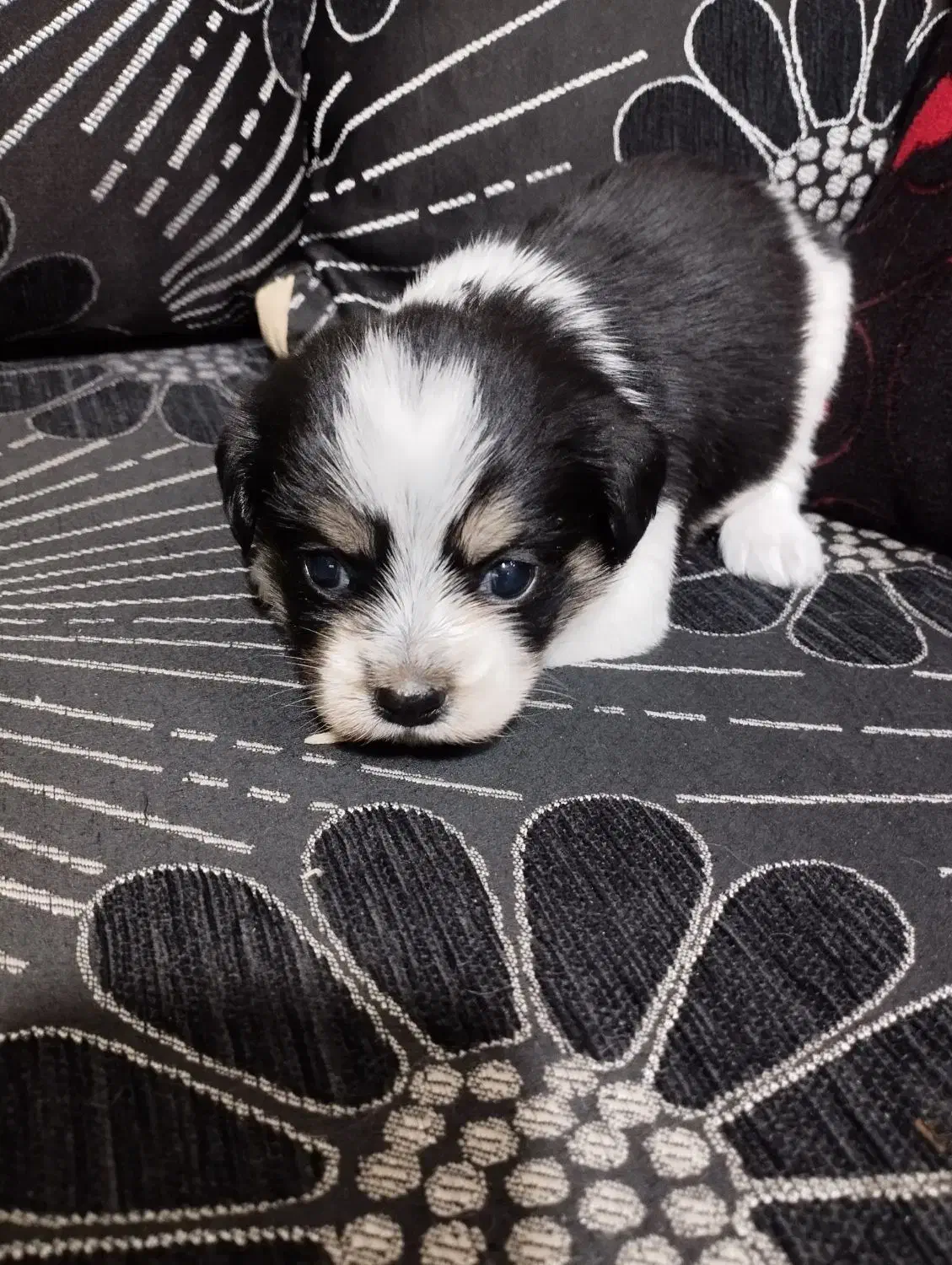 سگ آپارتمانی|سگ|بافت, |دیوار