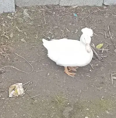 ۴ عدد اردک کاکلی نژاد دار.کاکل درشت وزیبا|حیوانات مزرعه|آستانه اشرفیه, |دیوار