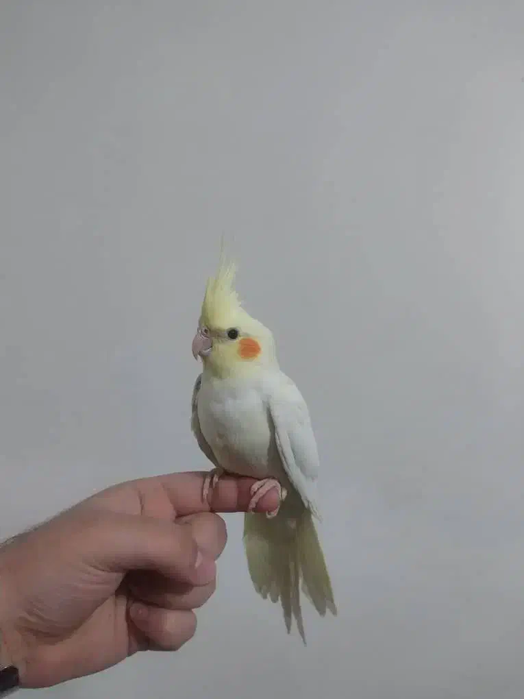 عروس هلندی لوتینو|پرنده|شهریار, شهرک بهاران (ویره)|دیوار