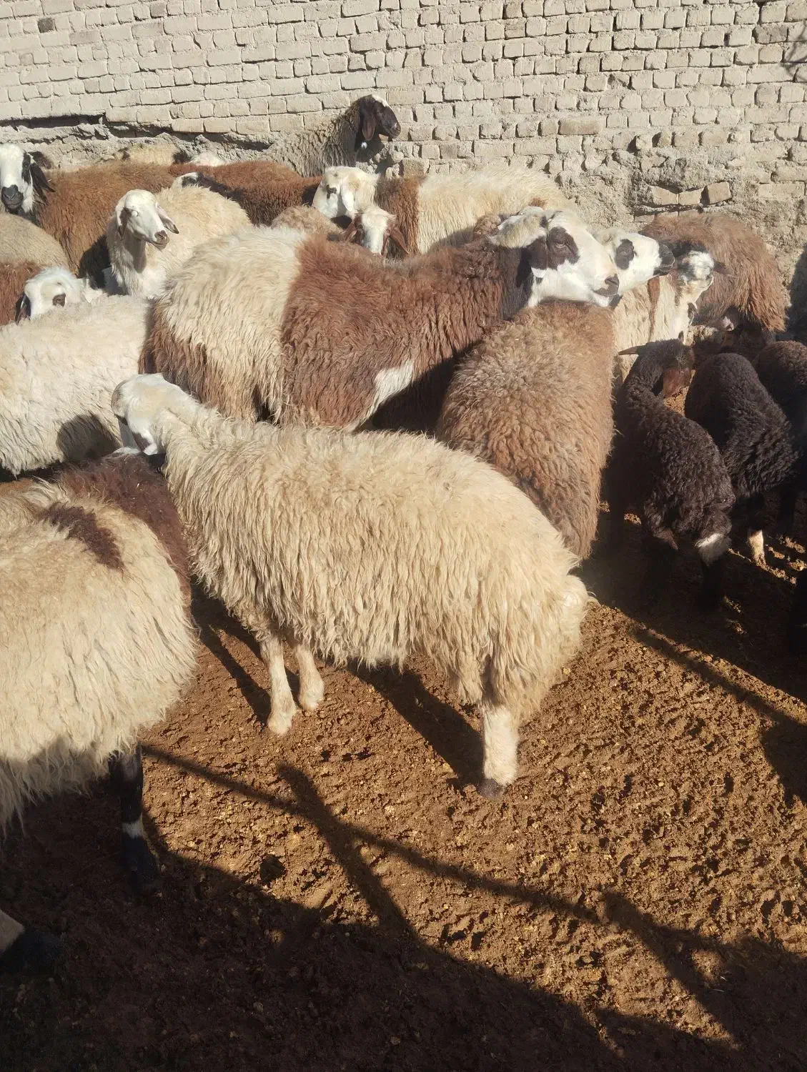 بره نر|حیوانات مزرعه|زاغه, |دیوار