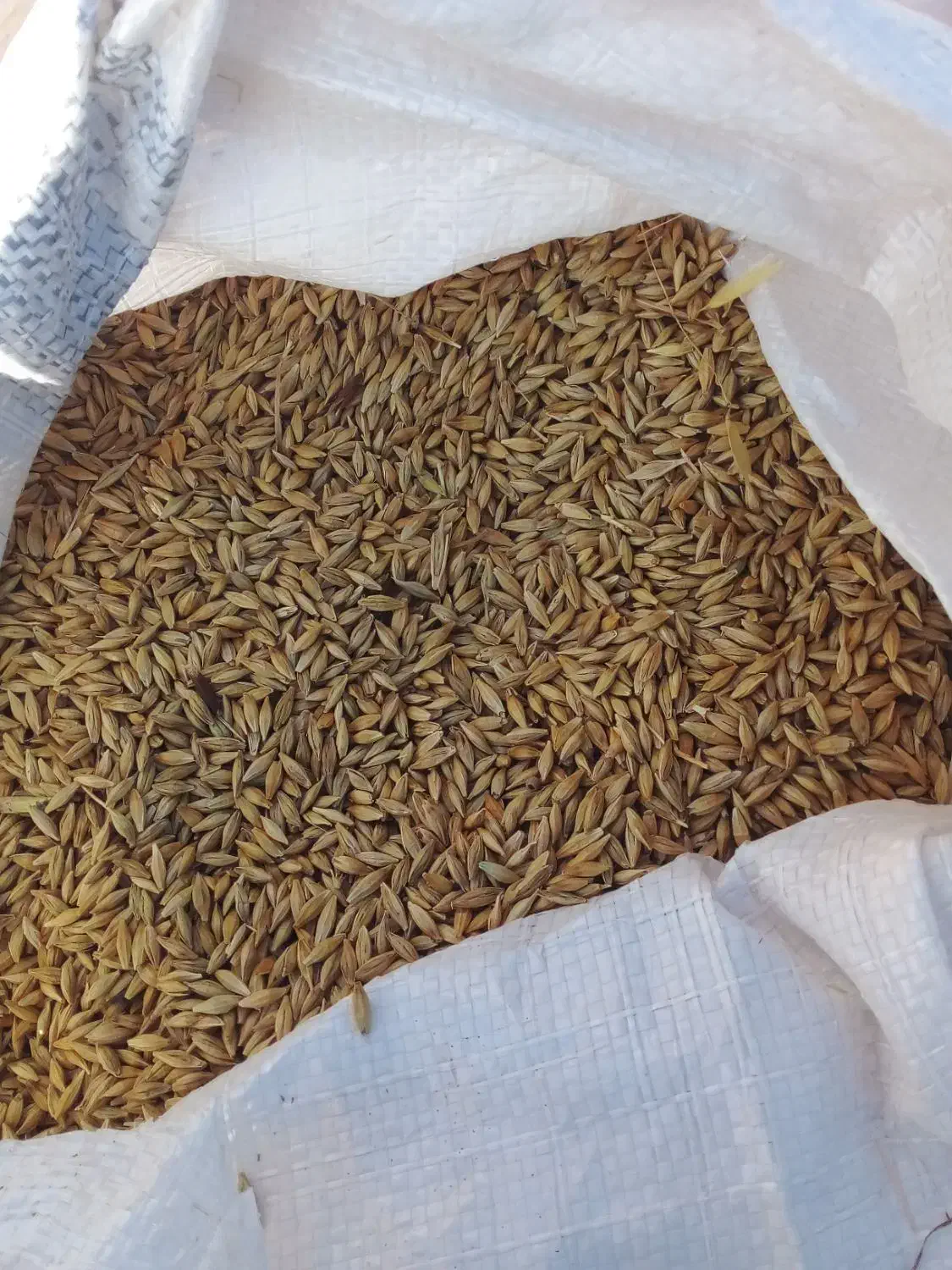 جو بذری وحیوانی|لوازم جانبی حیوانات|موران, |دیوار