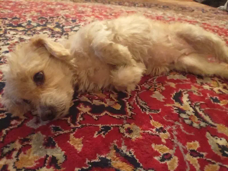 وازگذاری سگ اشپیت شیطون|سگ|خرمشهر, |دیوار