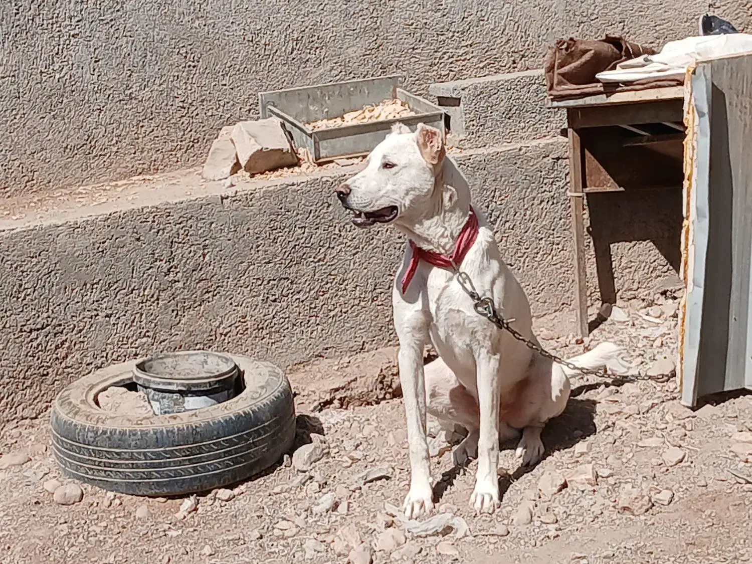 سگ معاوضه با قناری|سگ|نیشابور, فضل|دیوار