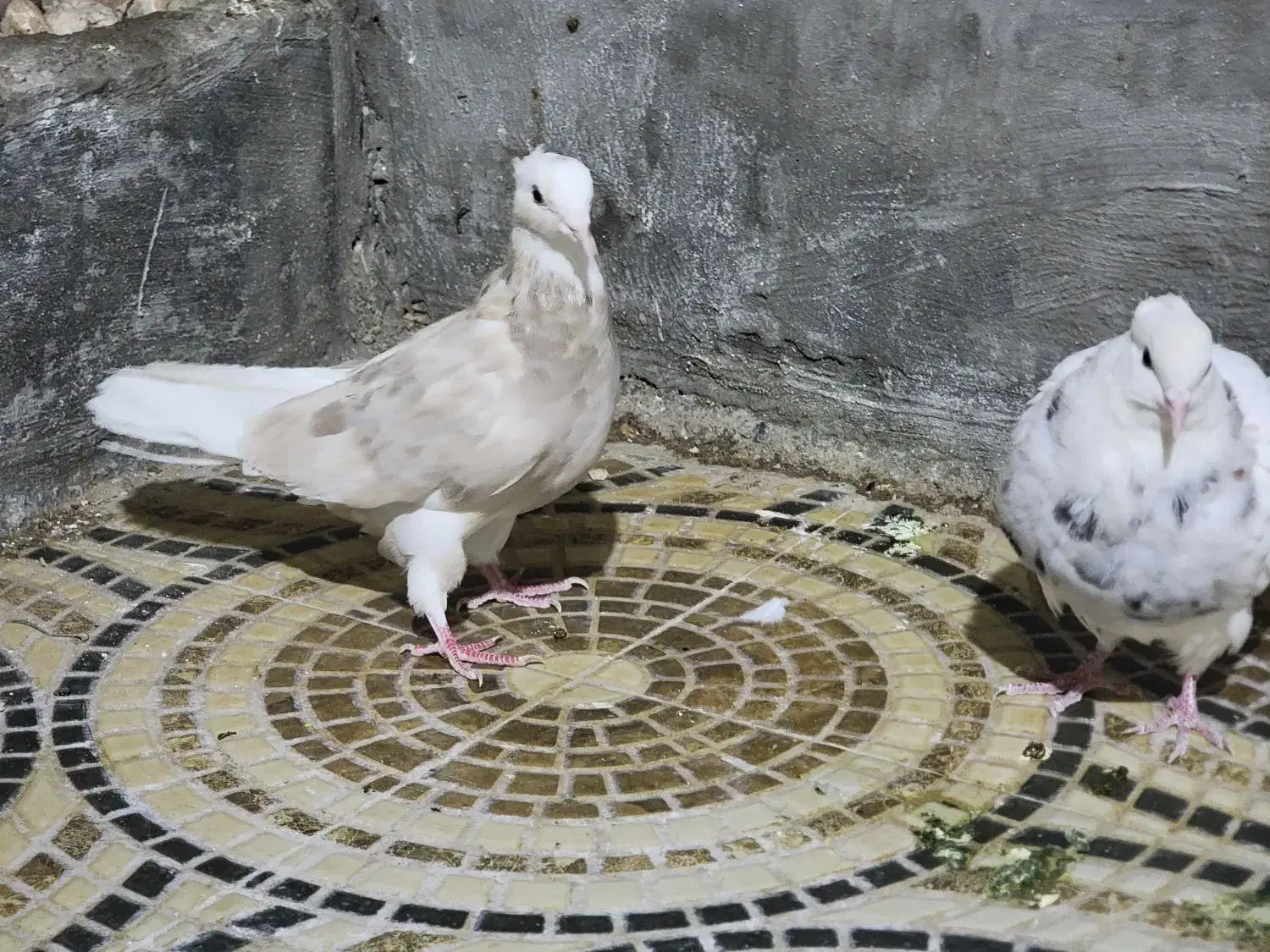 کبوتر|پرنده|ایلام, |دیوار