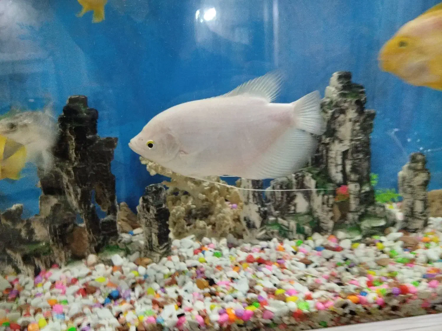 اسفراناموس|ماهی|قزوین, |دیوار