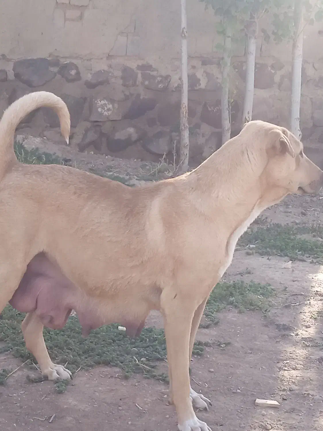 واگذاری ماده شکم طلا|سگ|هشترود, |دیوار