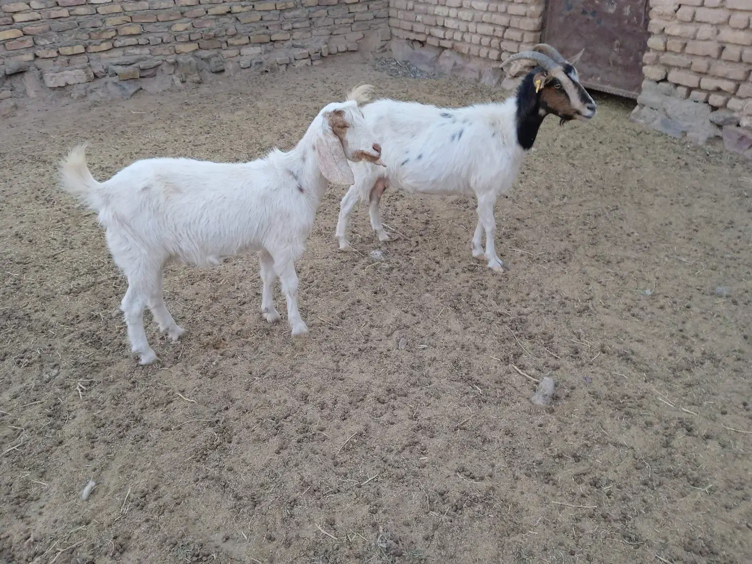 بز آبستن|حیوانات مزرعه|فردوس (خراسان), |دیوار