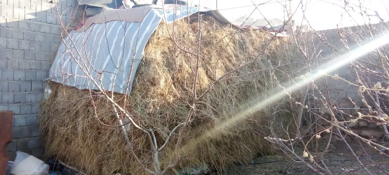 یونجه|خدمات باغبانی و درختکاری|صومای برادوست, |دیوار