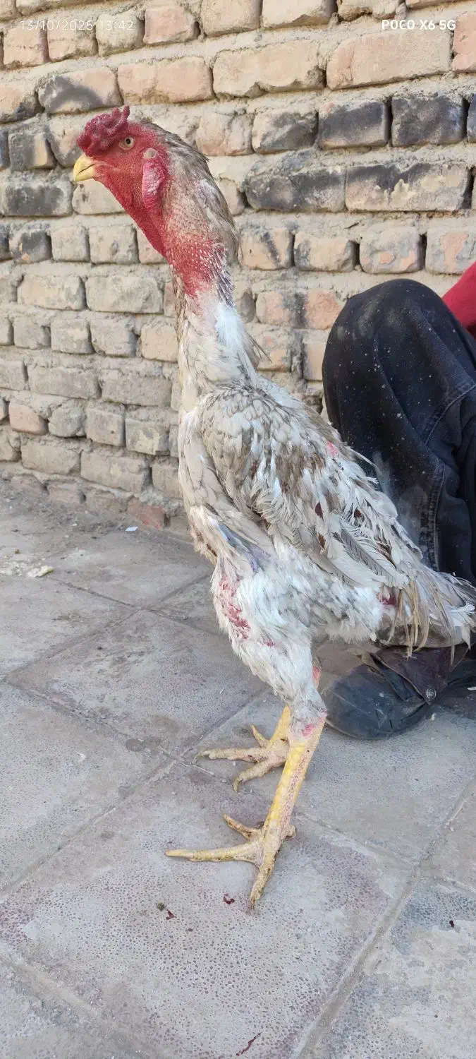 خروس لاری اوشامو|حیوانات مزرعه|مشهد, ده دی|دیوار