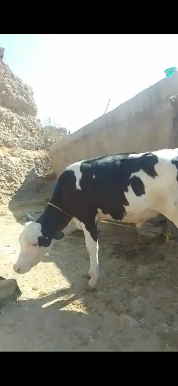 گوساله یا گاو نر|حیوانات مزرعه|اهواز, گلدشت|دیوار