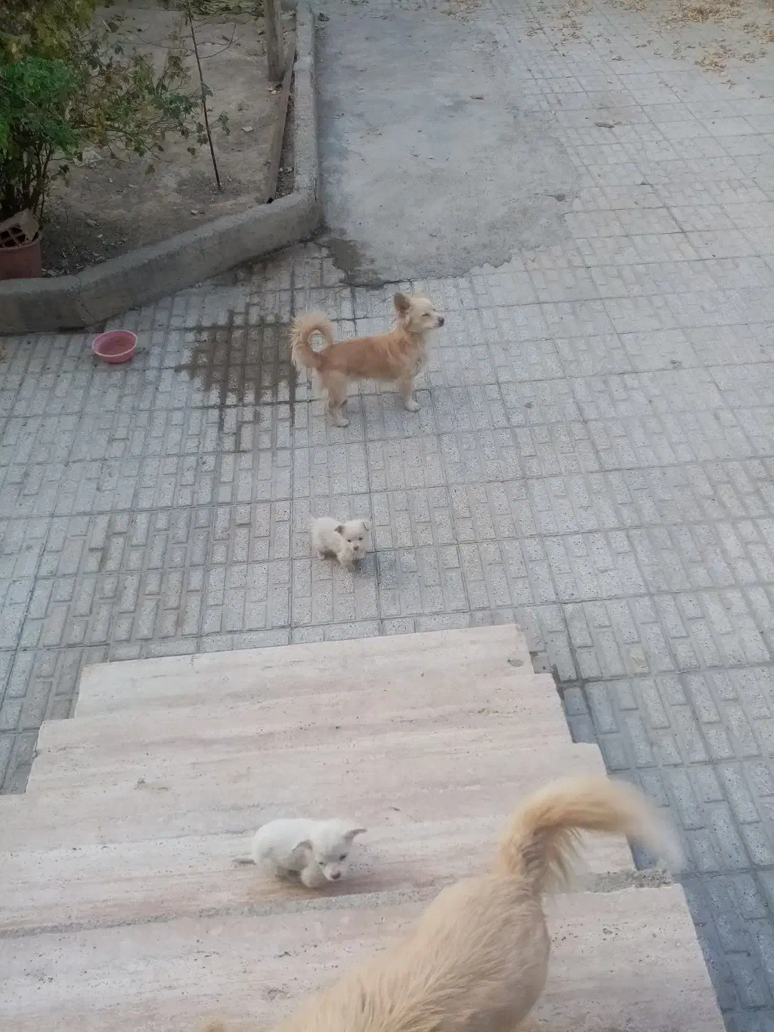 فروش توله های اشپیتز|سگ|شیروان (خراسان), |دیوار