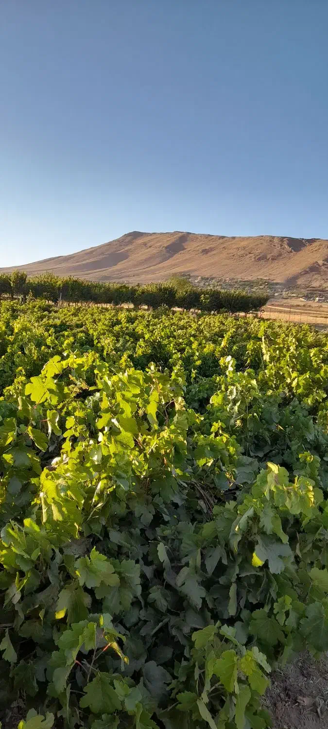 باغ انگور و میوه|فروش زمین و ملک کلنگی|زنده رود, |دیوار