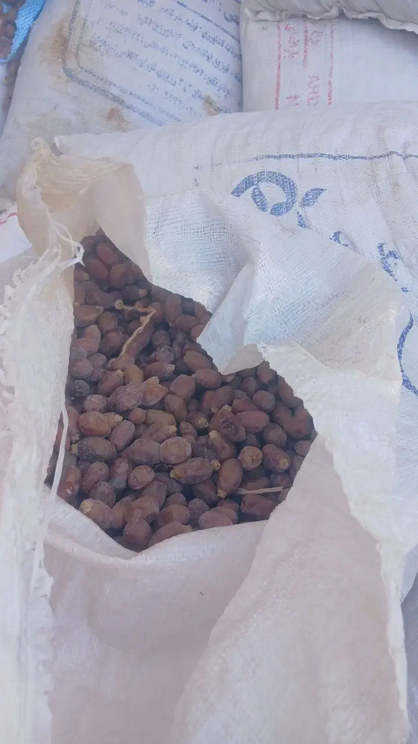 خرما سعمران|حراج|شادگان, |دیوار