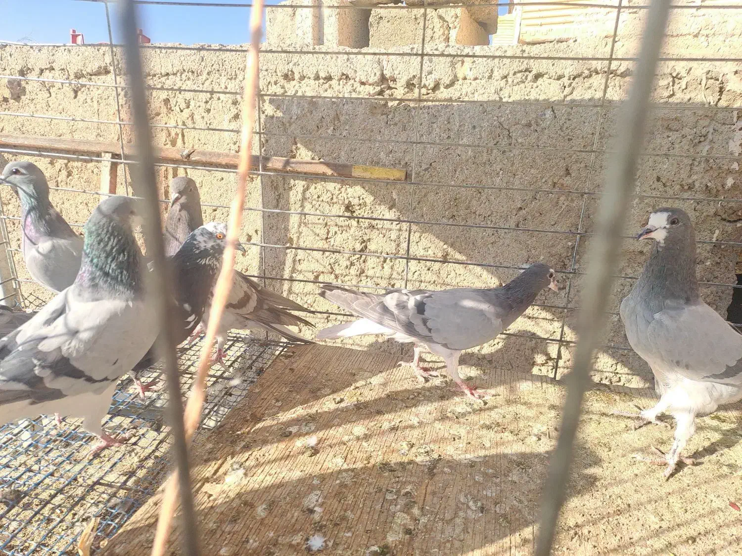 کبوتر|پرنده|اصفهان, جاوان|دیوار