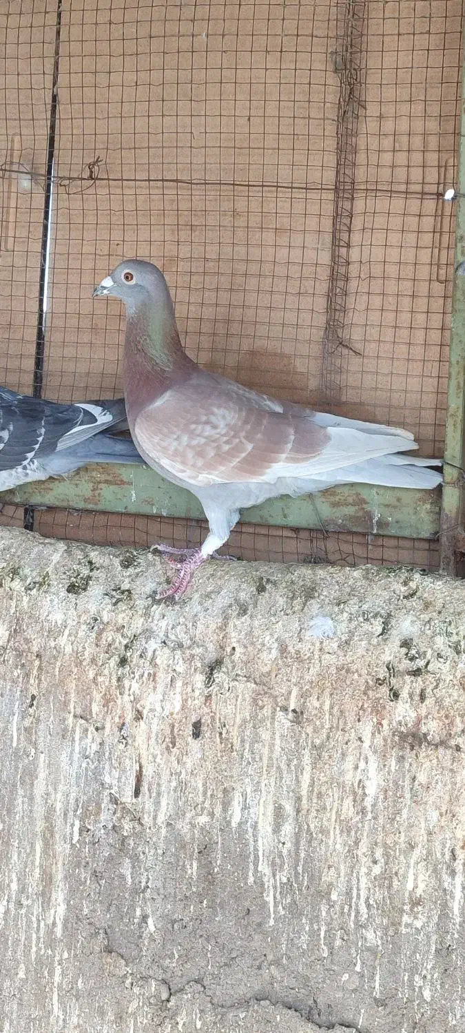 کبوتر|پرنده|شوشتر, |دیوار