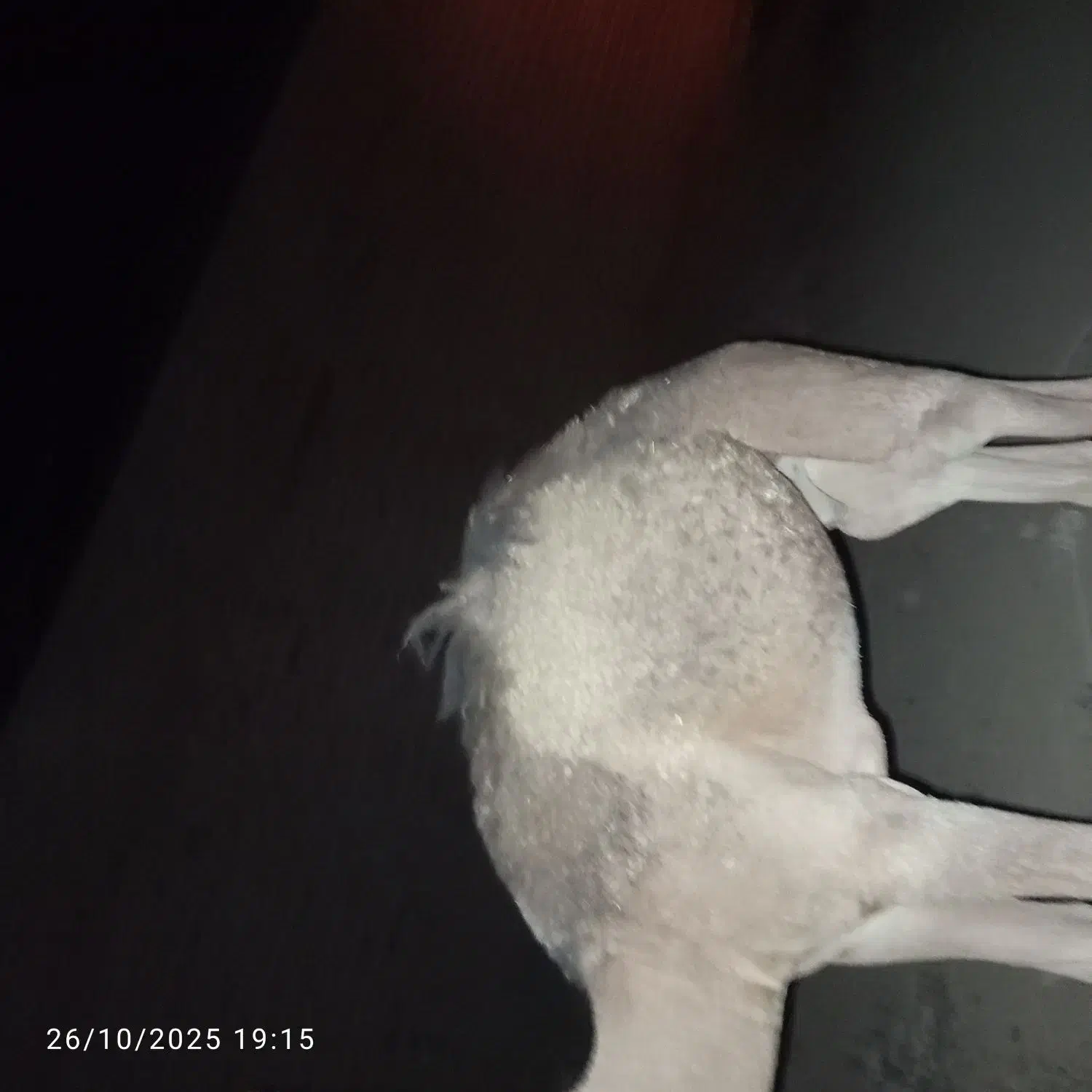 جروک امسالی نر فروشی|حیوانات مزرعه|کلاتان, |دیوار