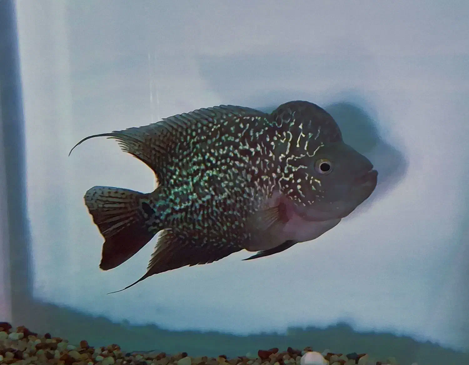 فلاور کامفا|ماهی|اسلام‌شهر, شهرک قائمیه|دیوار