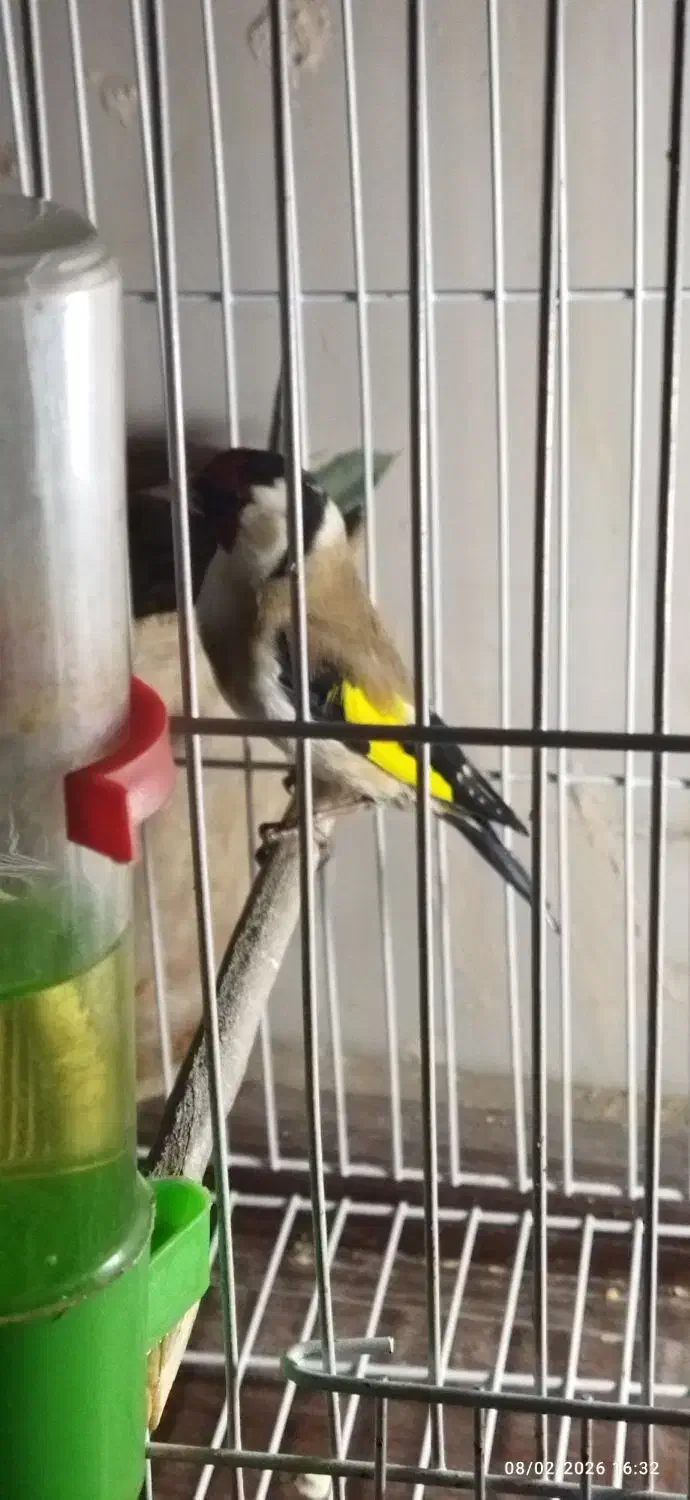 سهره مست|پرنده|فولادشهر, فولادشهر|دیوار