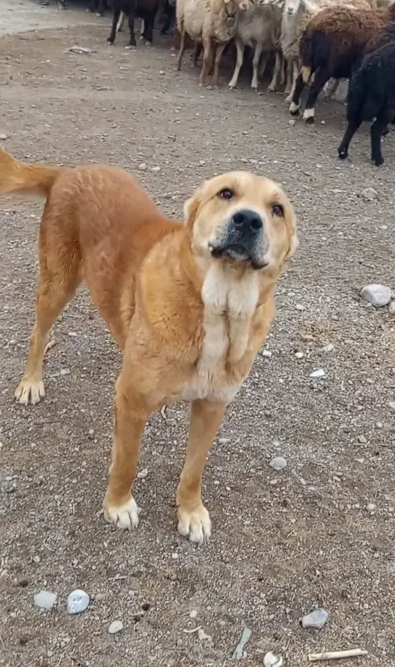 سگ گله|سگ|تربت جام, شاد|دیوار